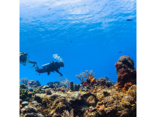 Descubre al Tiburón Toro + Arrecife