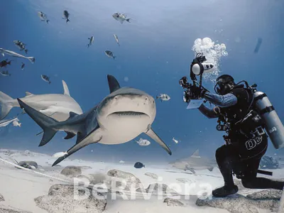 Descubre al Tiburón Toro + Arrecife